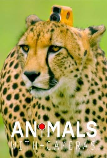 Animals with Cameras Poster